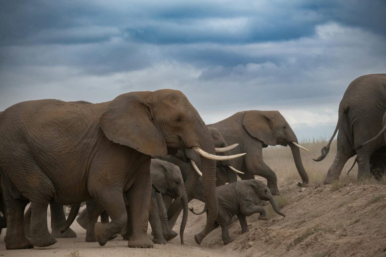 زندگی نوزاد فیل‌ها