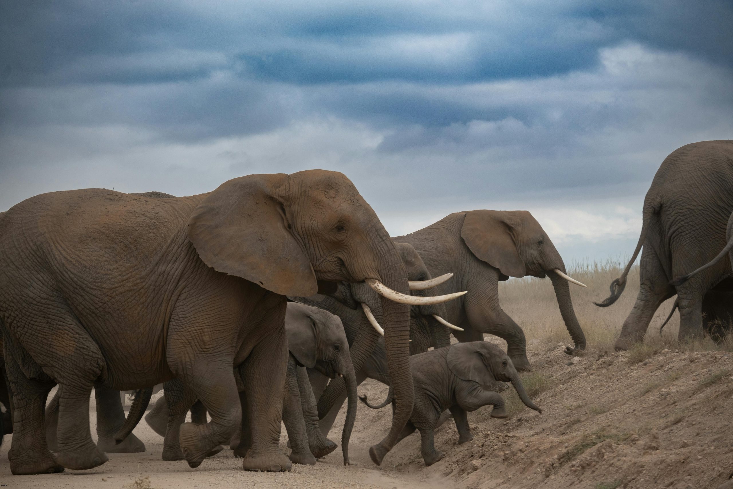 زندگی نوزاد فیل‌ها