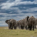 مهاجرت فیل‌ها