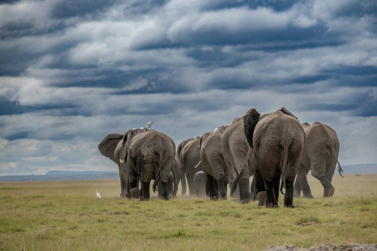 مهاجرت فیلها