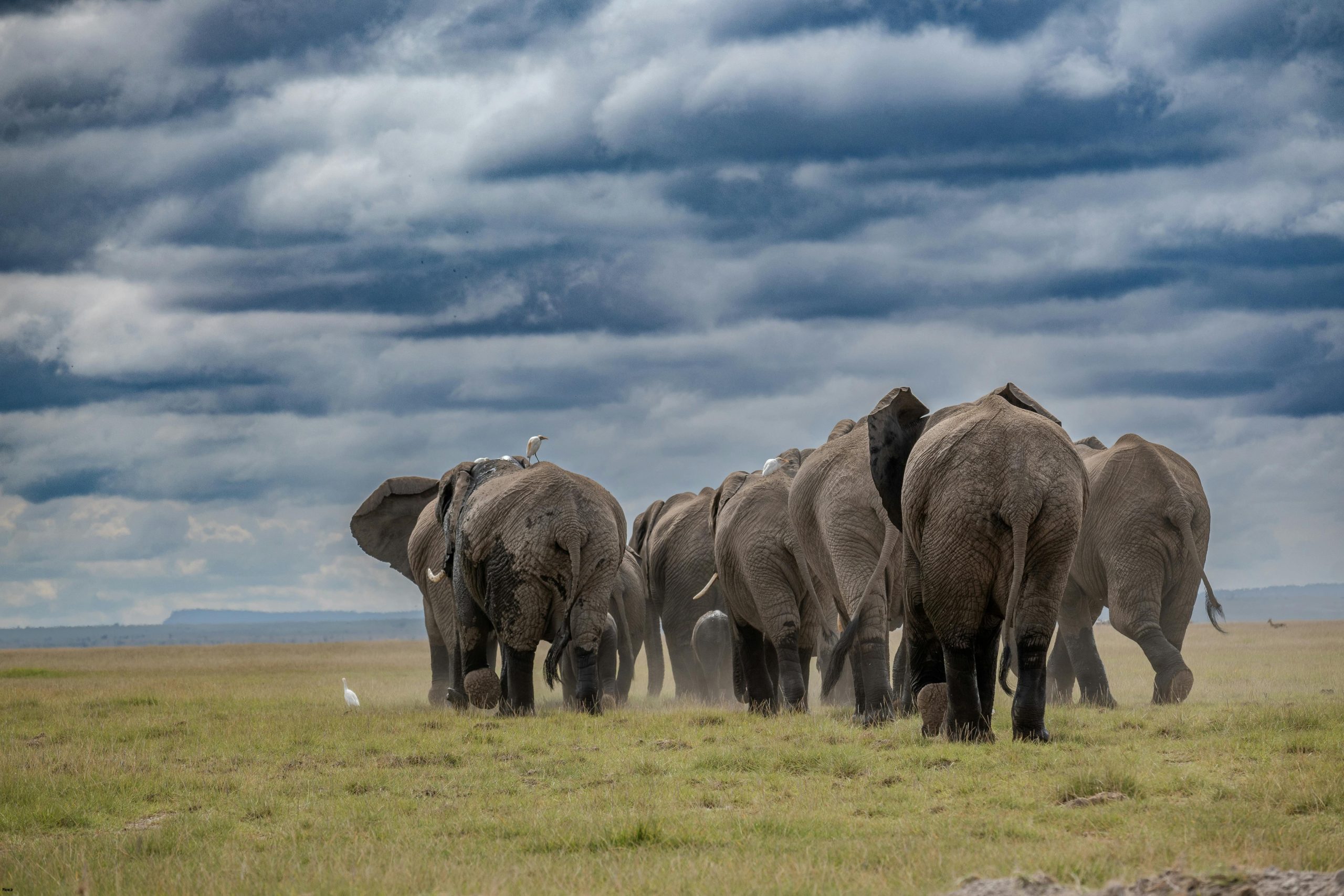 مهاجرت فیلها