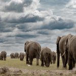 رازهای طول عمر فیل‌ها