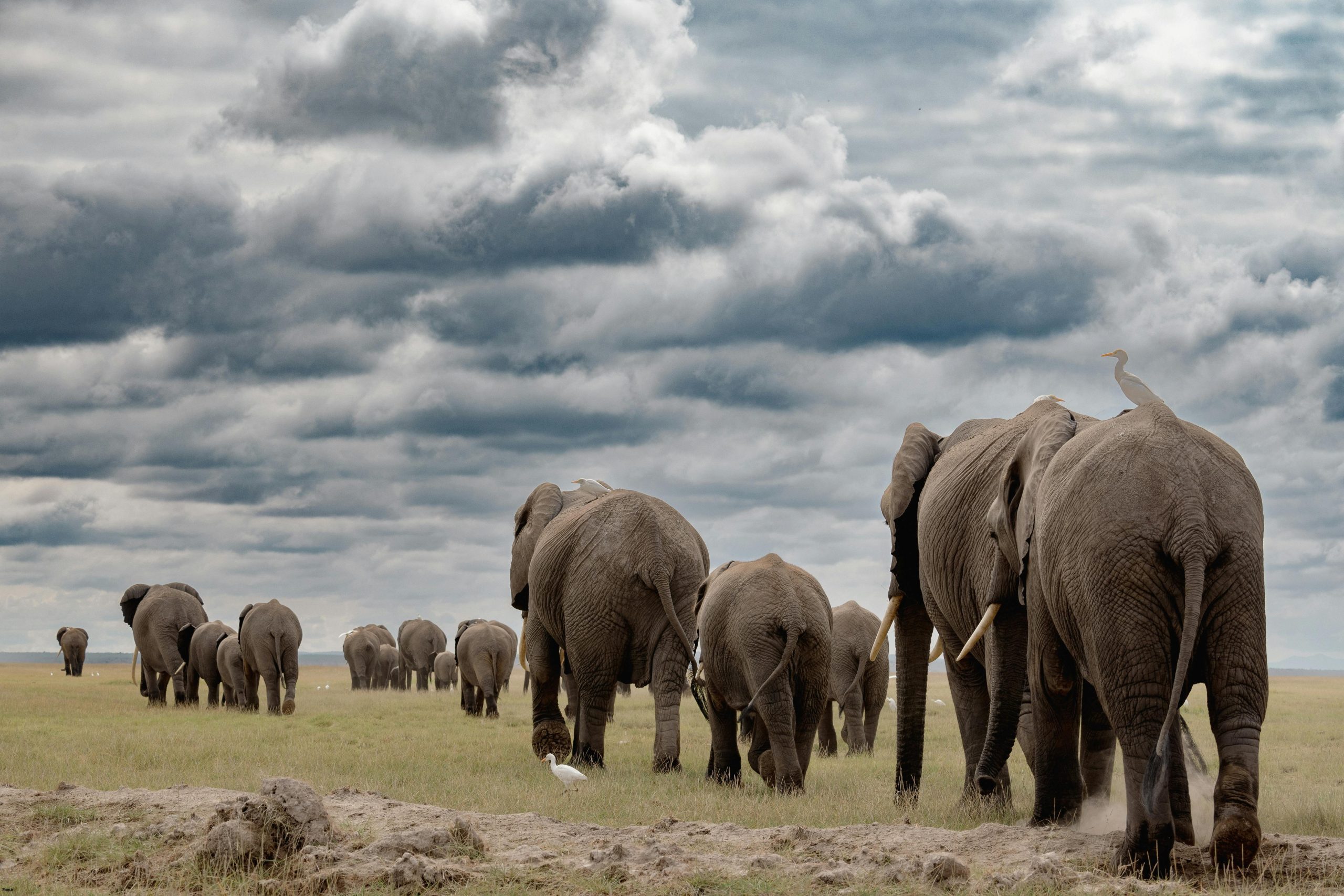 رازهای طول عمر فیل‌ها