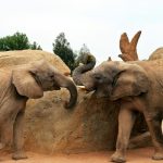 خاطرات جالب از فیل‌ها: دنیای شگفت‌انگیز حافظه بزرگ‌ترین