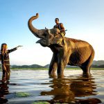 روش‌های مطالعه فیل‌ها در حیات وحش: راهنمای علمی و عملی