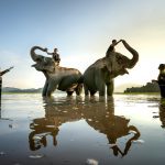 فیل‌های آفریقایی و آسیایی