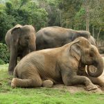 رفتار اجتماعی فیلها