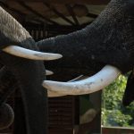 هوش فیل‌ها