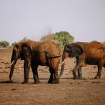 تأثیر فیلها بر اکوسیستم