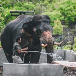 نحوه مراقبت از فیل‌ها در باغ وحش