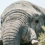 بزرگ‌ترین حیوان خشکی