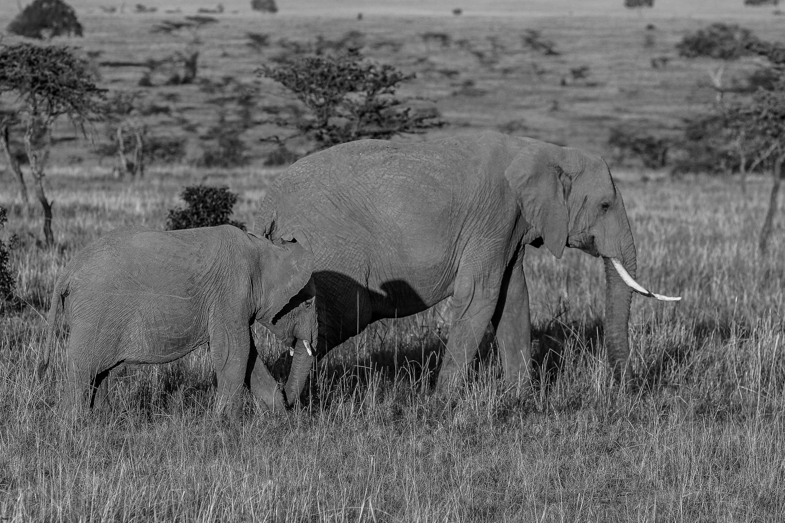 فیل‌ها و روابط میان‌گونه‌ای