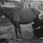 اهلی شدن اسب