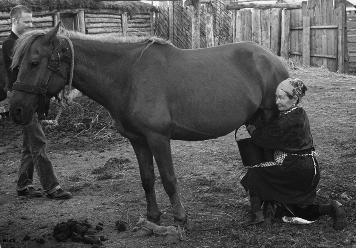 اهلی شدن اسب