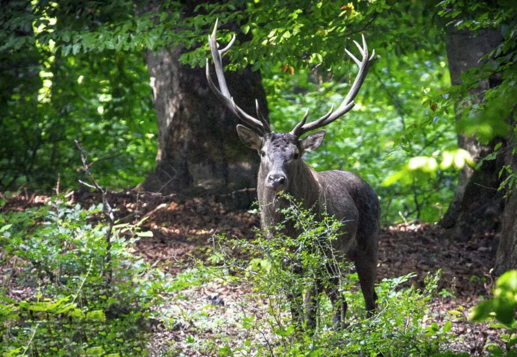 جنگلهای هیرکانی