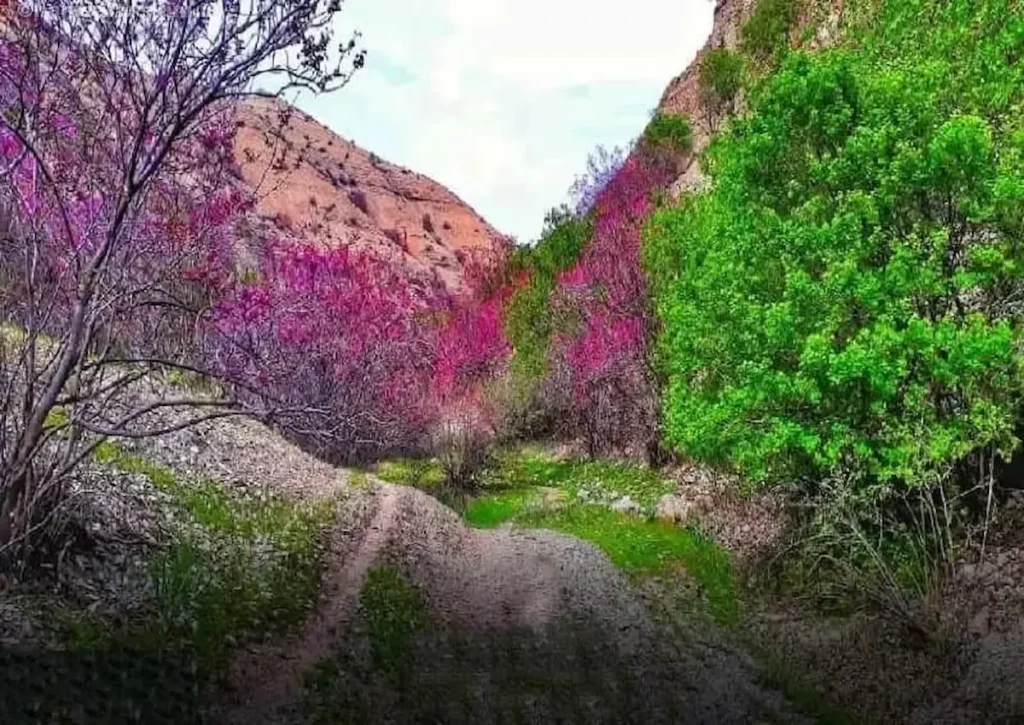 تنگه ارغوان