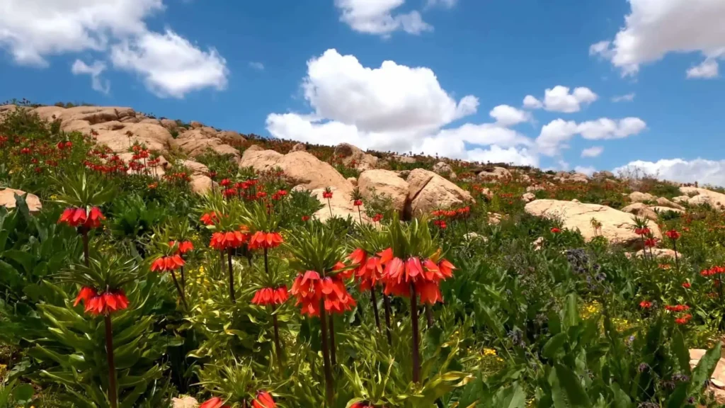 دشت لالههای واژگون