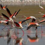 تالاب گاوخونی