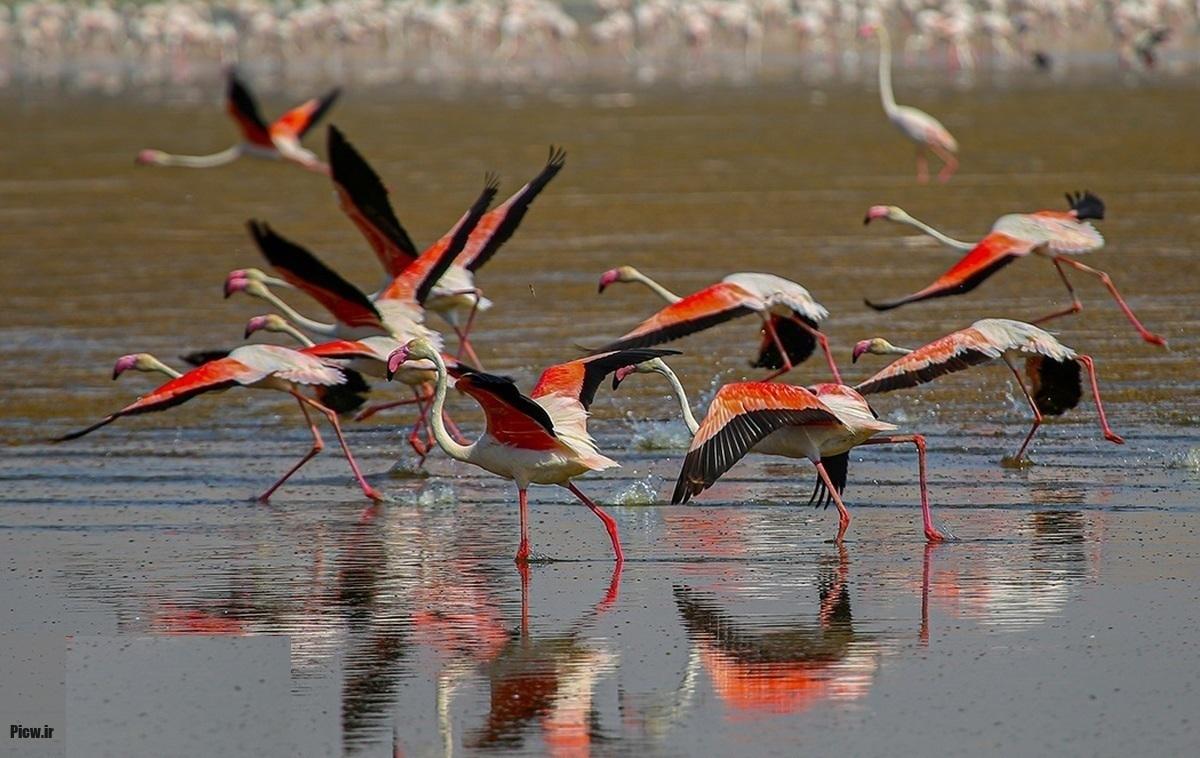 تالاب گاوخونی