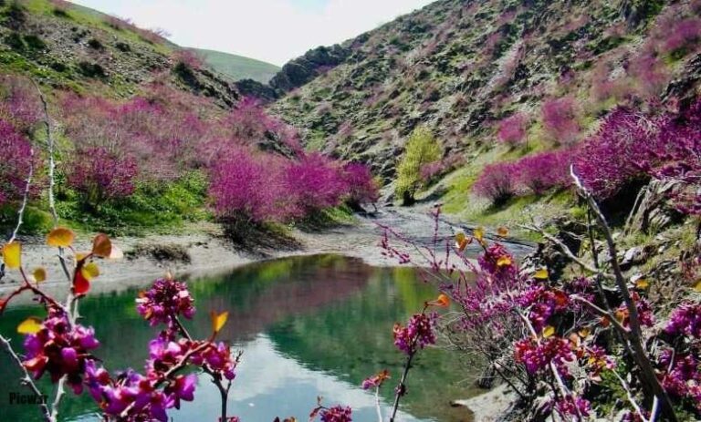 تنگه ارغوان