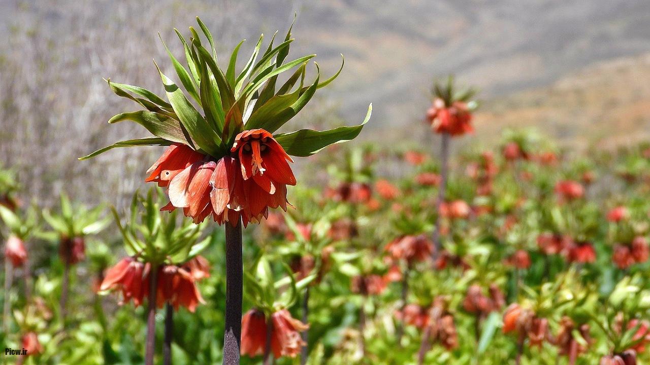 دشت لالههای واژگون