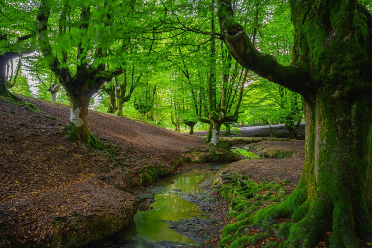 جنگل‌های ارسباران