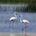 تالاب هامون