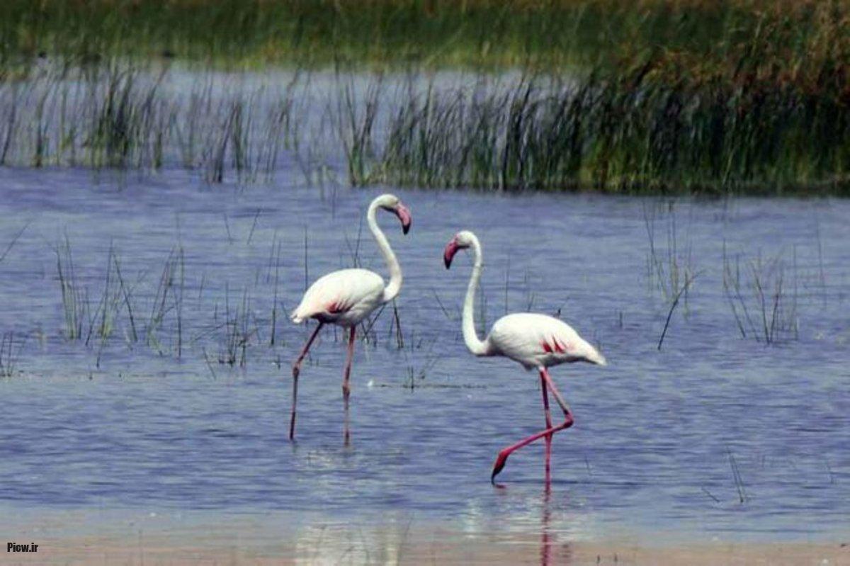 تالاب هامون