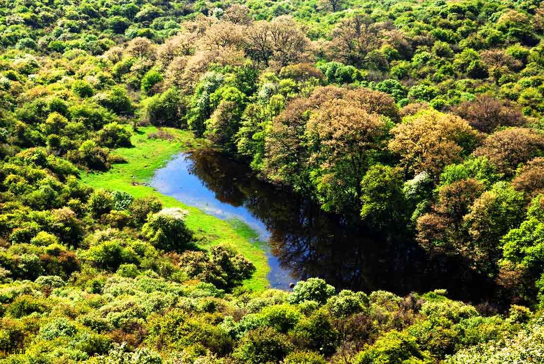 جنگلهای گلستان