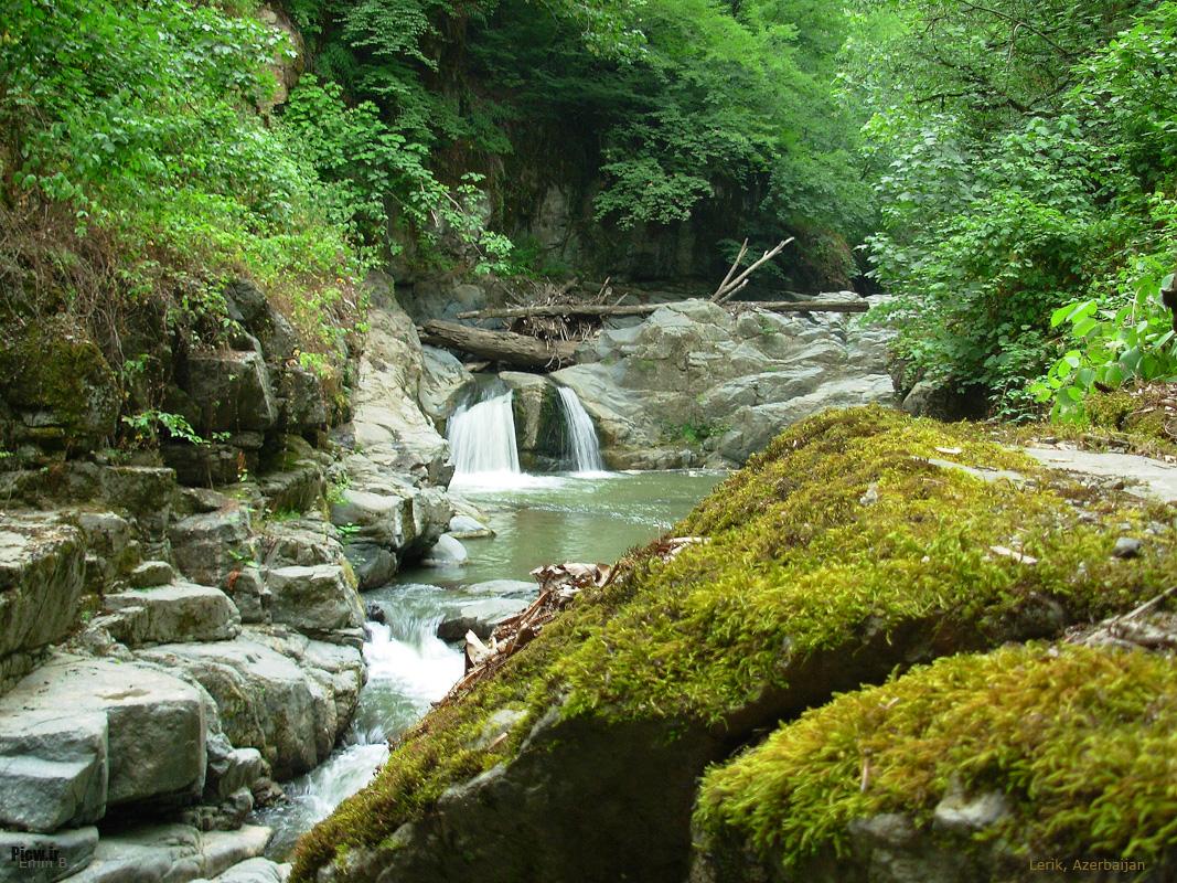 جنگل‌های هیرکانی