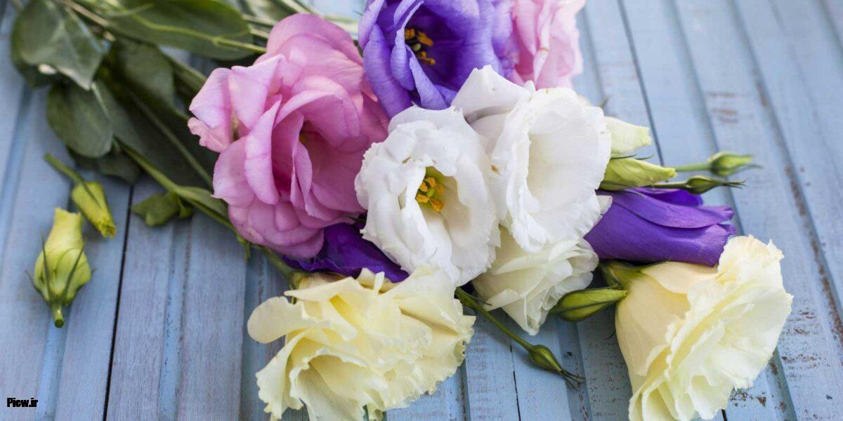 افزایش عمر گل‌های شاخه بریده